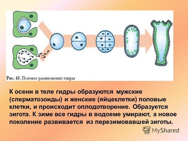 Кракен тор зеркало